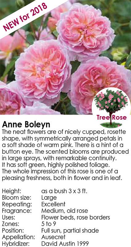 anne-boleyn