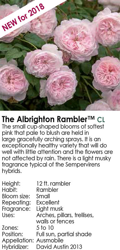 the-albrighton-rambler