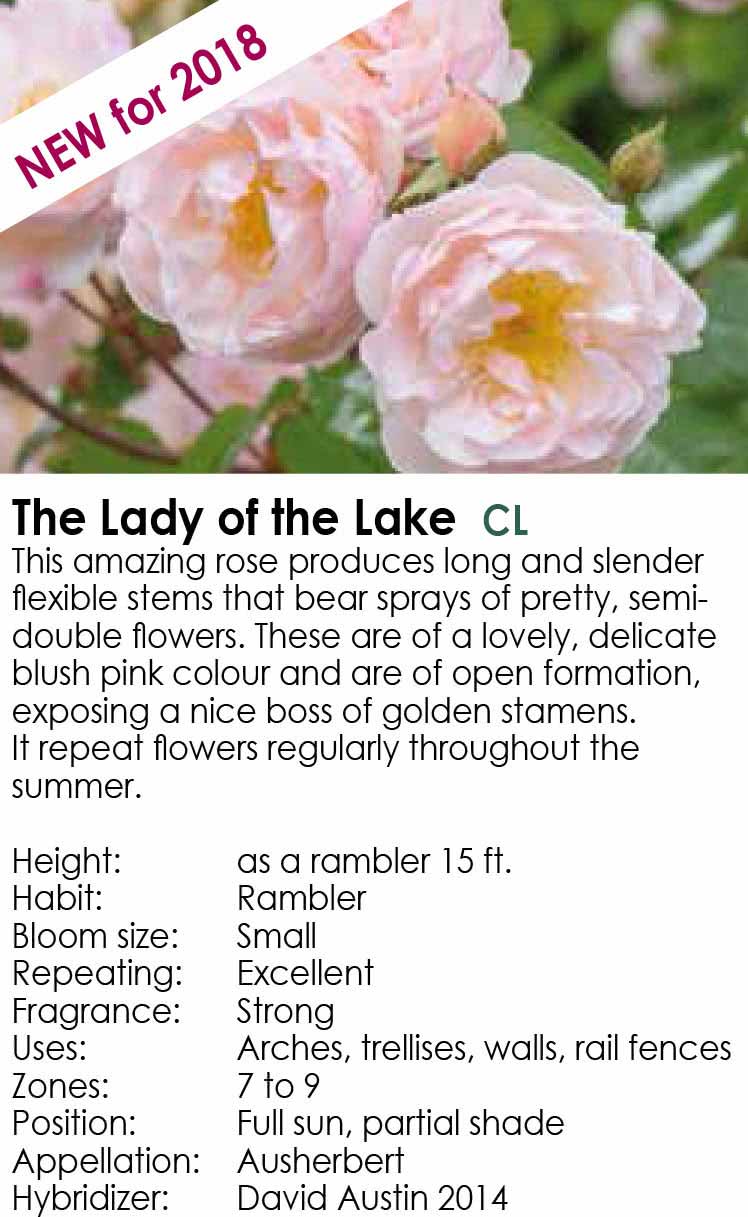 the-lady-of-the-lake