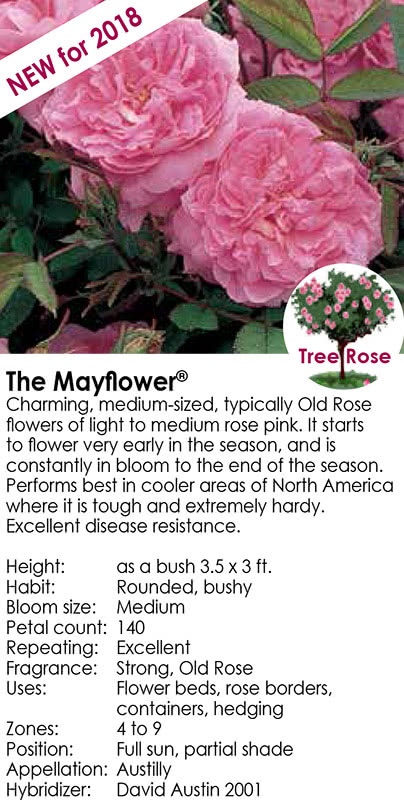 the-mayflower