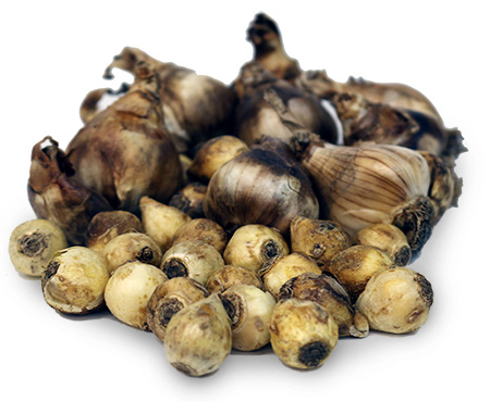 Bulbs
