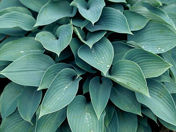 hostas sun tolerant and slug resistant florissa hostas sun tolerant and slug resistant florissa