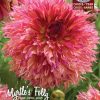 Myrtle's Folly - Giant Dahlia - Florissa's Choice of the Year