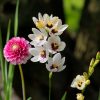 Dahlia Spotlight Ixia