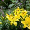 Lilium Golden Matrix