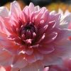 Dahlia Otto's Thrill