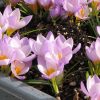 Crocus Bulbs in Pots