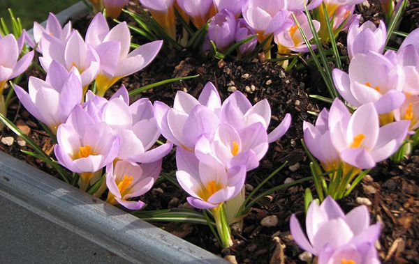 Crocus Potted Bulbs