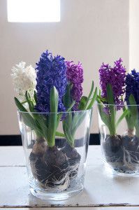 Hyacinth bulbs in pots - white purple blue