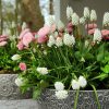 Muscari White Magic