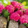 Hyacinthus Jan Bos
