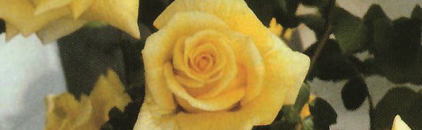 Rose Cl Royal Gold