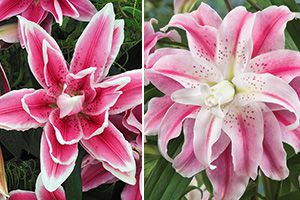 Fragrant Double Oriental Lily