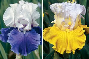 Fragrant iris