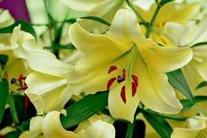 Fragrant Oriental Trumpet Lily