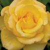 Fragrant Roses