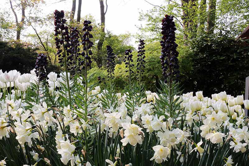 Keukenhof Fritillaria Persica Narc White