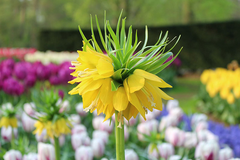 Keukenhof Fritillaria Lutea