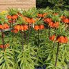 Fritillaria Rubra Keukenhof