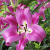 OT Lily Robina