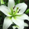 White Lily