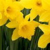 Narcissus - King Alfred - Yellow