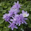 Colchicum Autumnale Waterlily