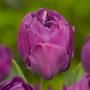 Tulip abigail purple late Ibulb_209737
