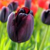 Queen of the Night Tulip - Close Up - Header