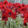Amaryllis Kruising Ludwig Berbee