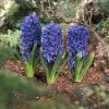 Hyacinthus - Marie