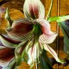 Amarylis Hippeastrum Papillio