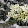 Narcissus Paperwhite Ziva