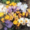 Snow Crocus Mixed Colours