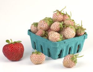 Sonata Strawberries Hula Berries