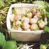Pineberry - Inside - From Penny