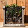 Dry Bulb Layer Planting