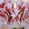 Elvas - Hippeastrum - Amaryllis - Flowering in Winter