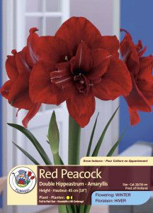 Ama Hip Red Peacock copy