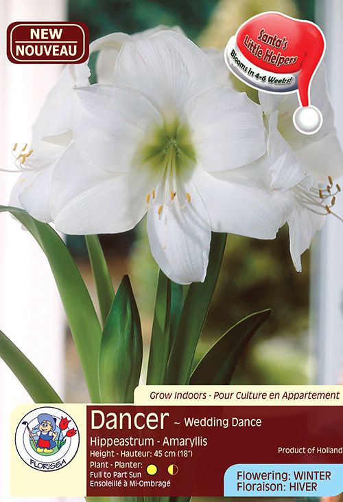 Dancer - Wedding Dance - Hippeastrum Amaryllis - Flowering in Winter