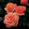 Anna's Promise Rose - Weeks Roses - Downton Abbey