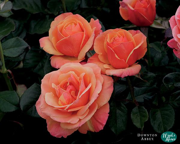 Anna's Promise - Downton Abbey - Weeks Roses Anna's Promise - Downton Abbey - Weeks Roses