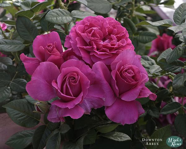 Pretty Lady Rose - Downton Abbey - Weeks Roses Pretty Lady Rose - Downton Abbey - Weeks Roses