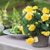 Potted Yellow Begonia - Grandiflora