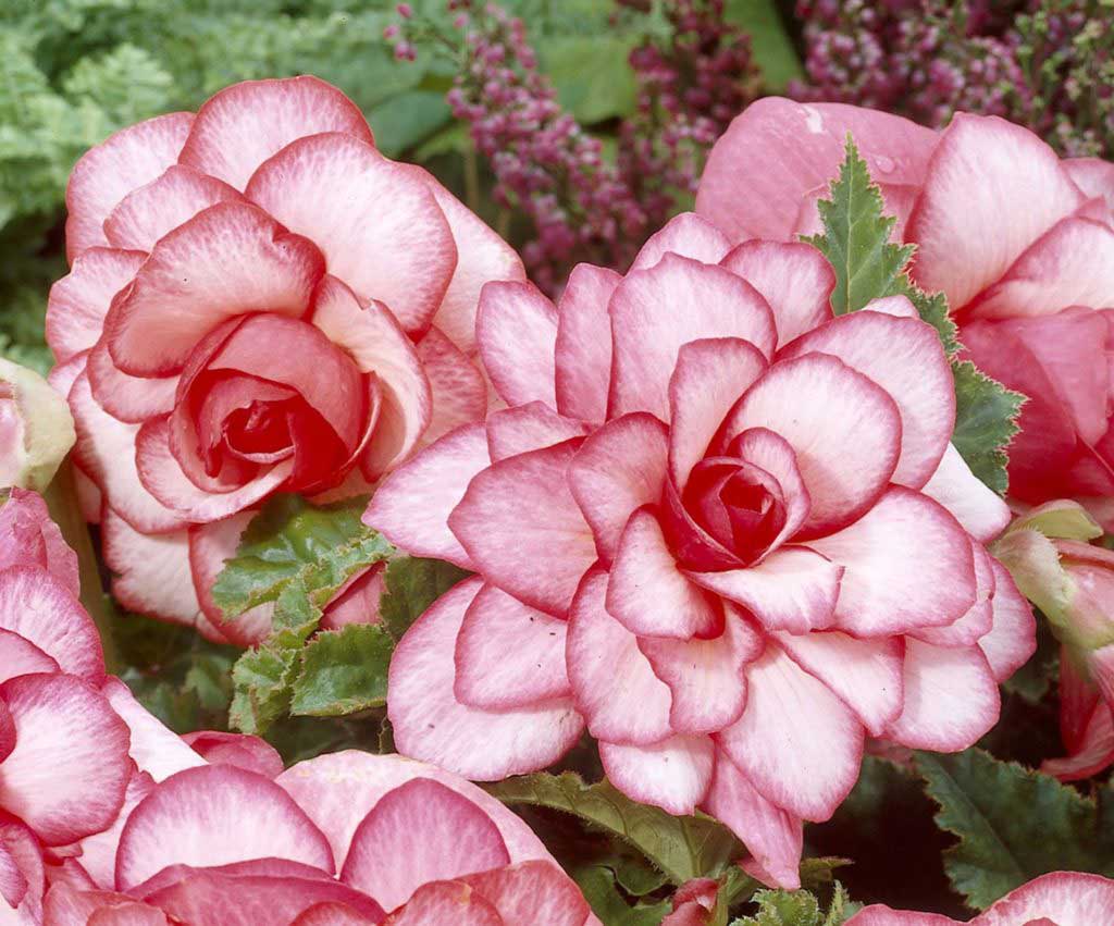 Begonia ‘Bouton de Rose’