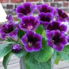Gloxinia Violacea