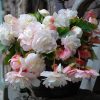 Begonia 'Angelique' Odorata