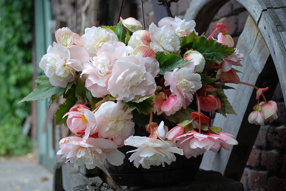 Begonia 'Angelique' Odorata