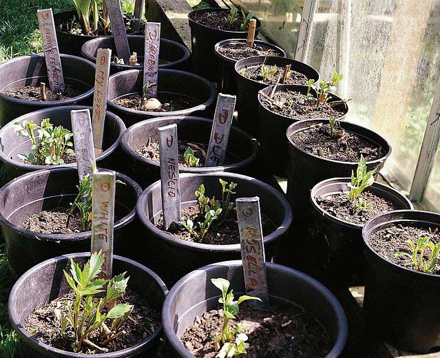 Potted Plants