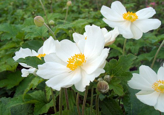 Honorine Jobert - Anemone Bouwmeestered